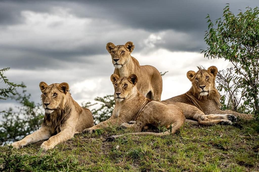 8-Day Exclusive Luxury Tanzania Safari Escape