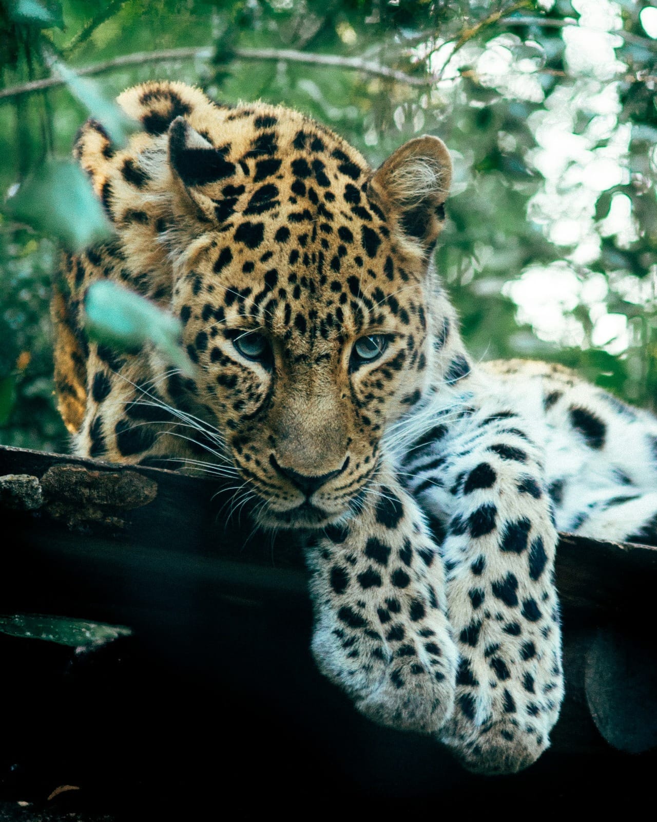 Safari prices and packages