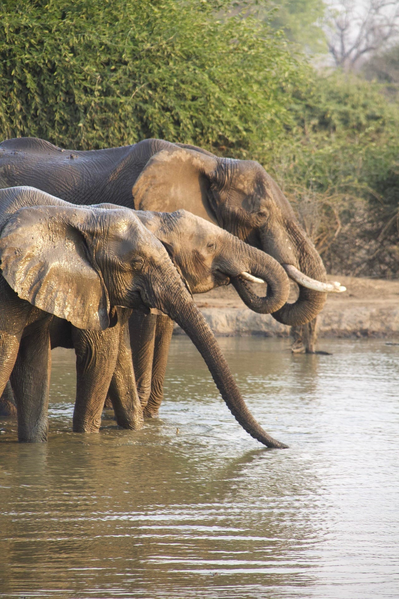 Safari prices and packages