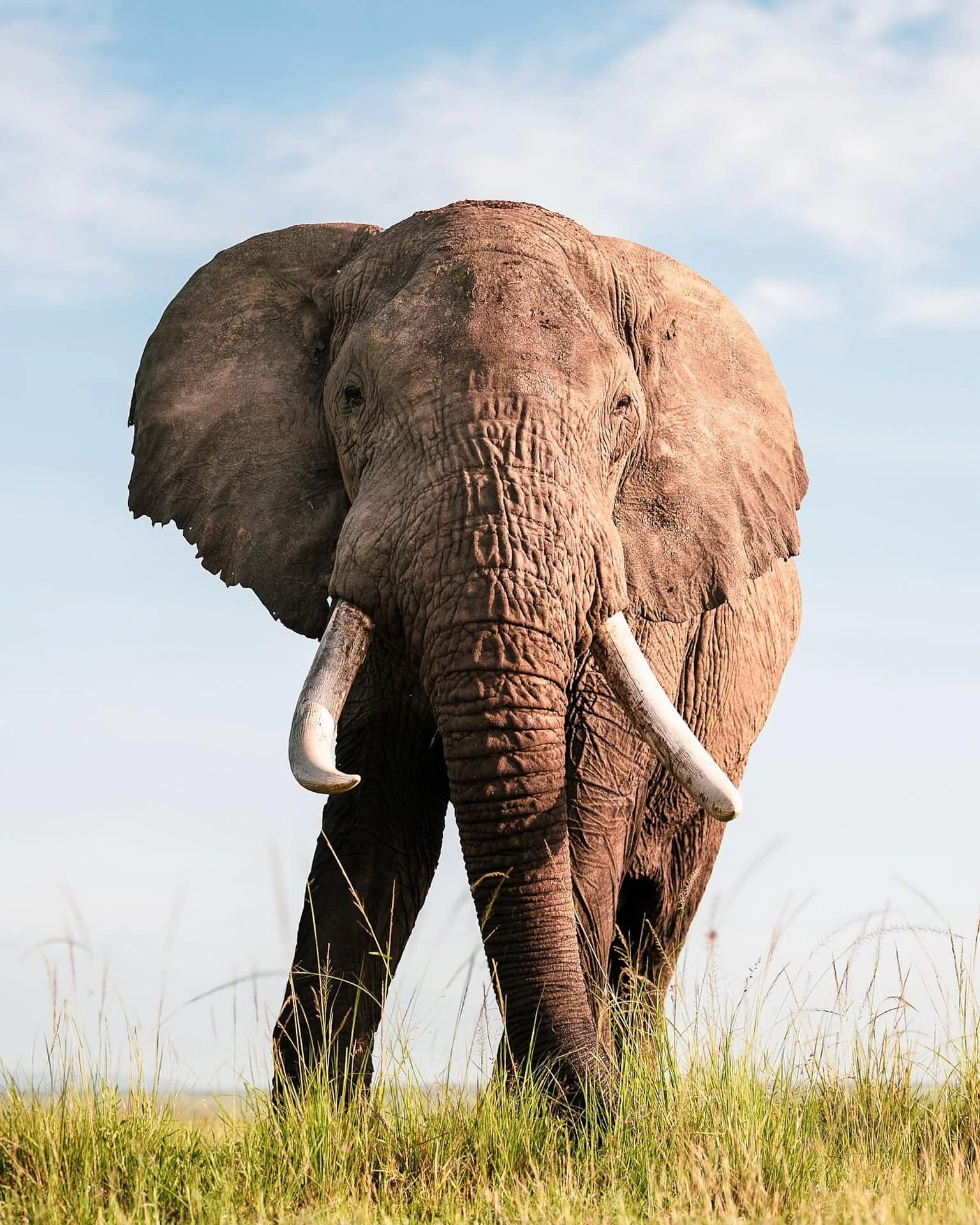 elephant in the Serengeti
