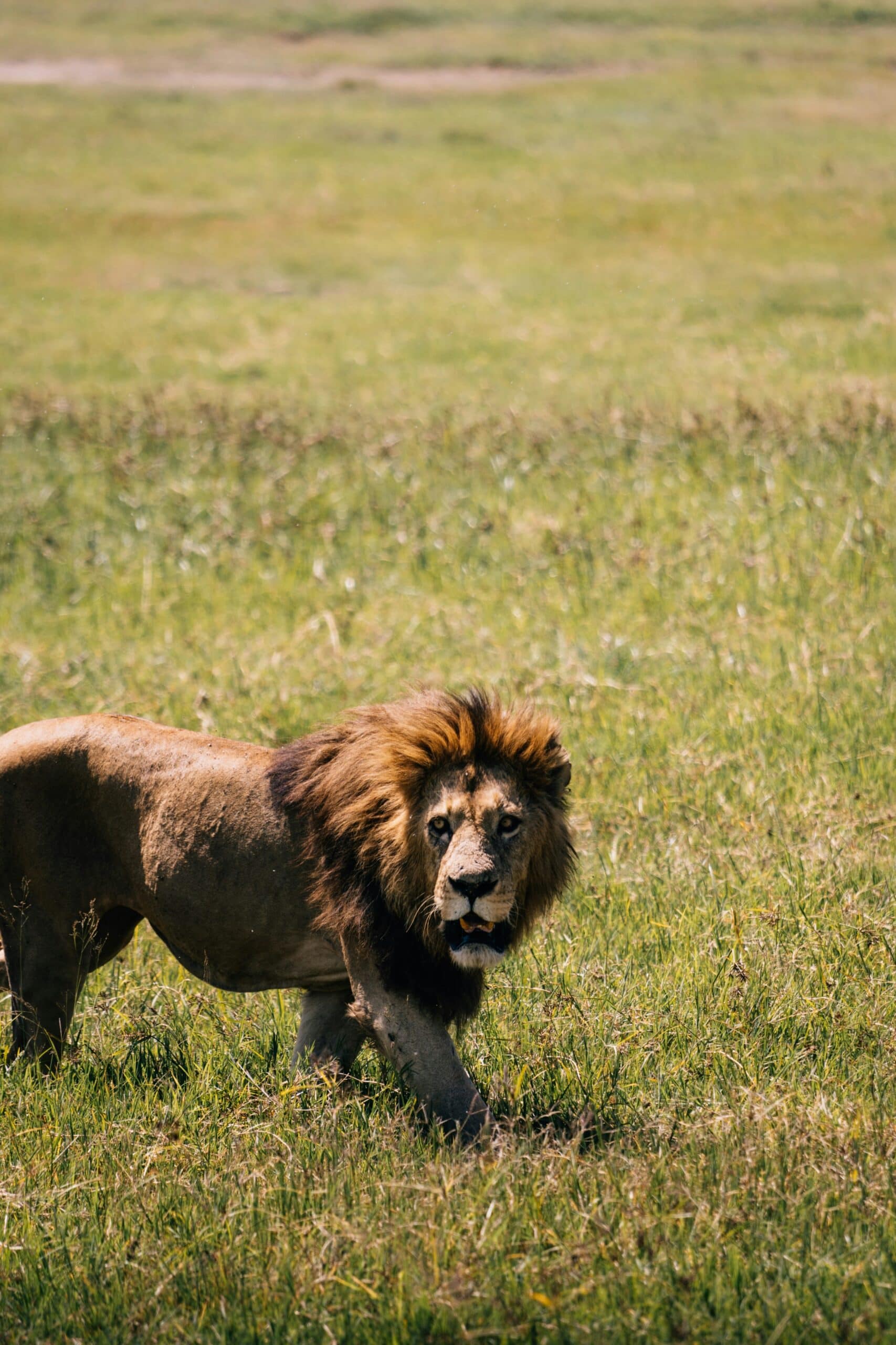 12-Day Unforgettable Paradise Honeymoon Safari in Tanzania