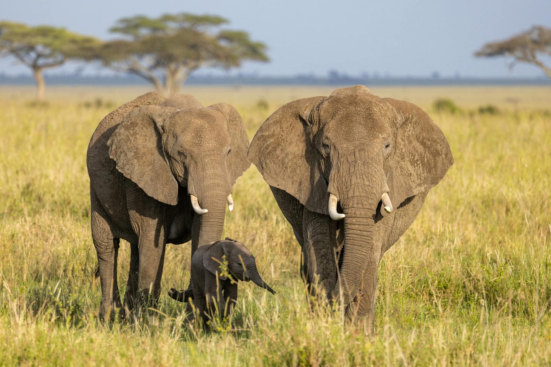 A serene scene of African elephants, including a calf, walking in the savannah.