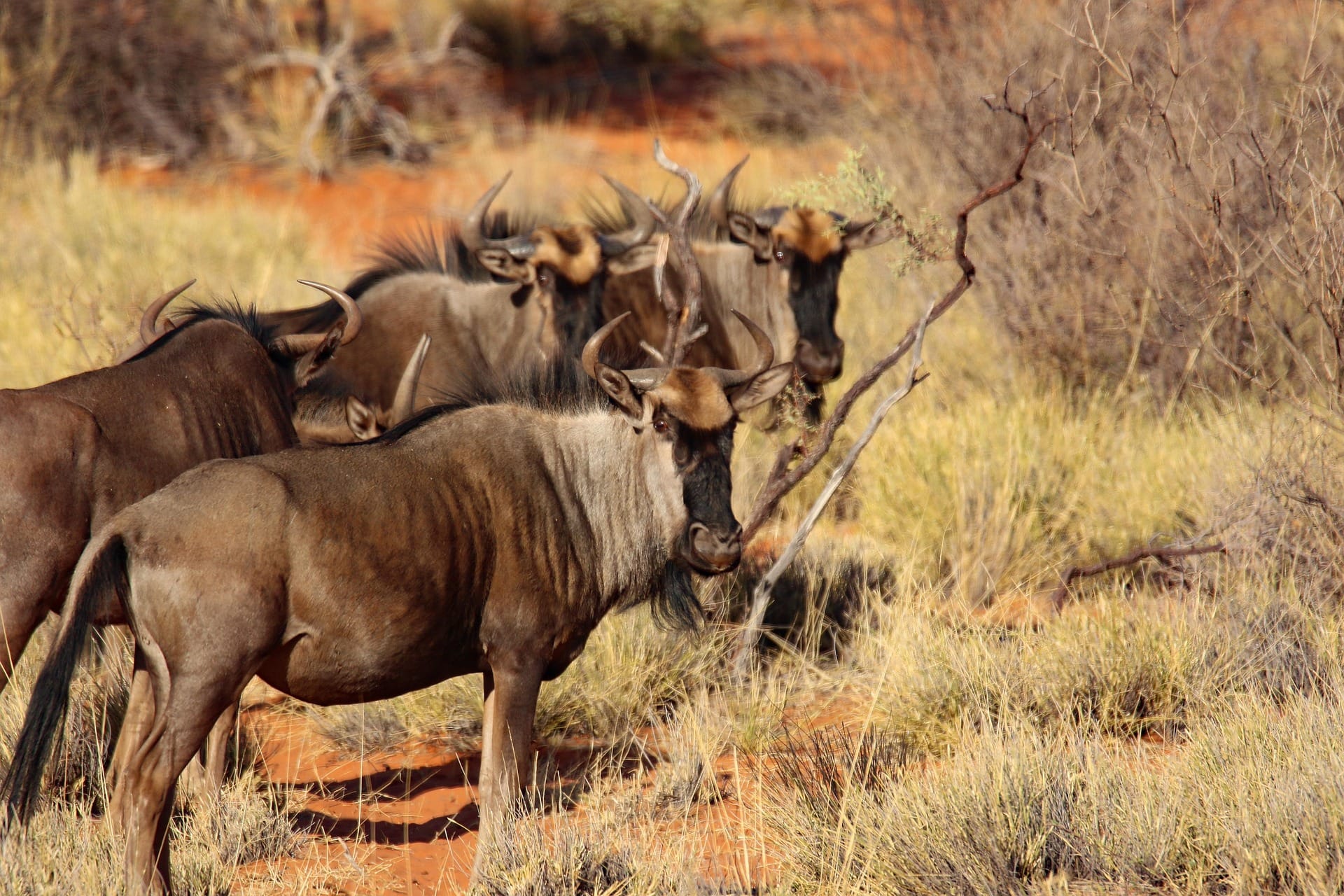 wildebeest in serengeti national park