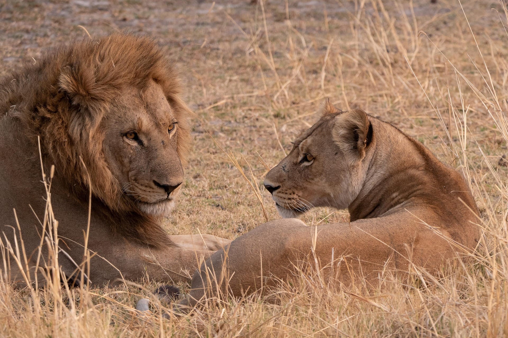 Safari prices and packages