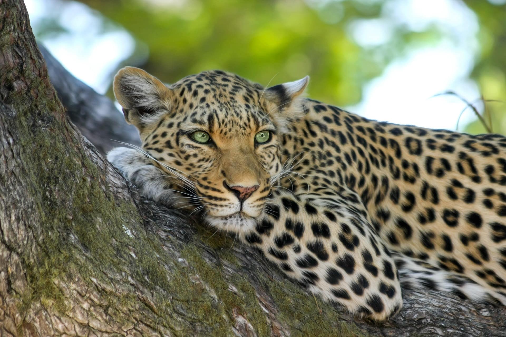 leopard in tarangire