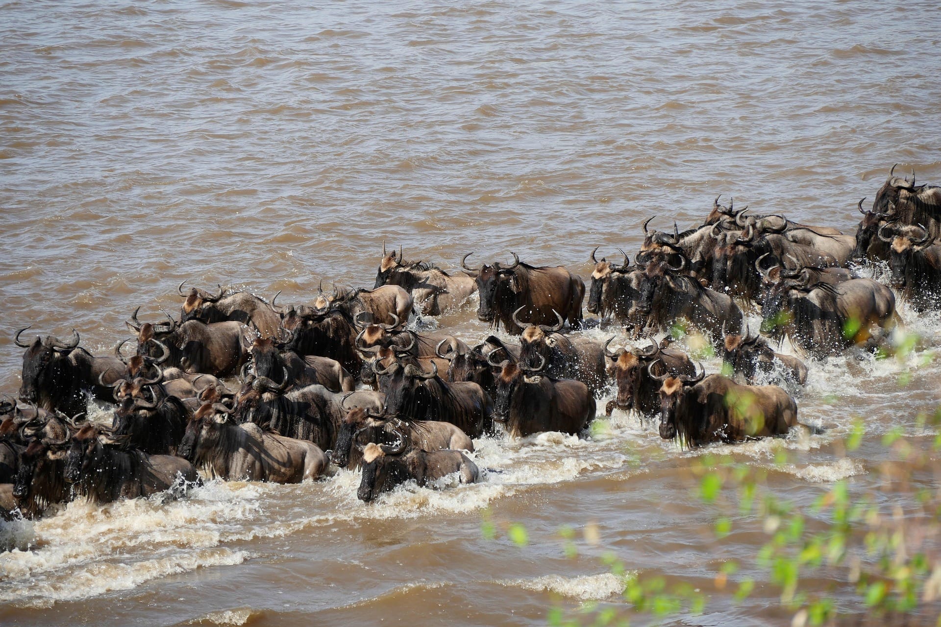 Safari prices and packages