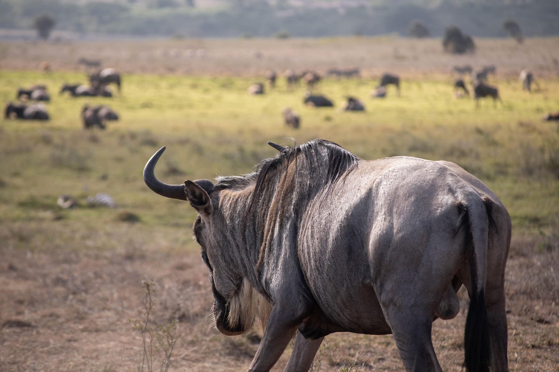 Serengeti Great Wildebeest Migration