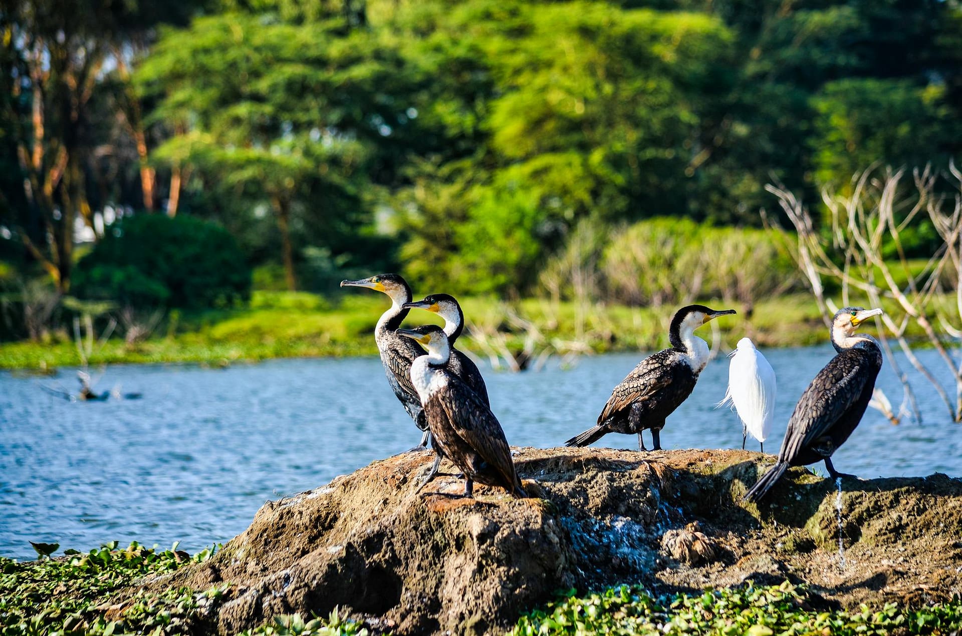 Safari prices and packages