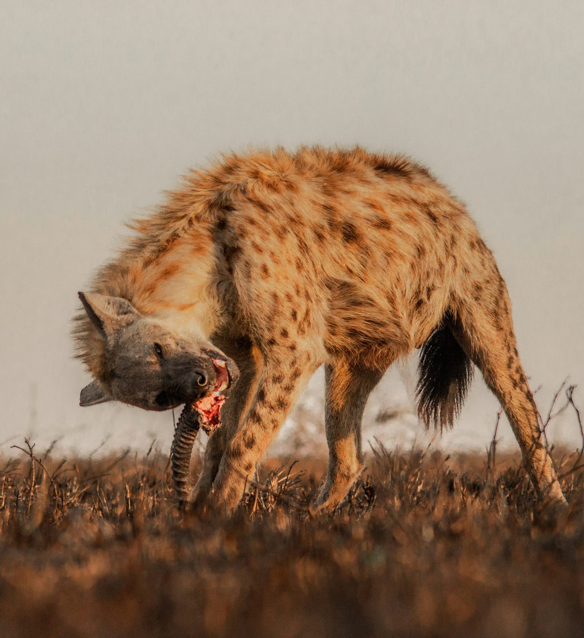 Safari prices and packages