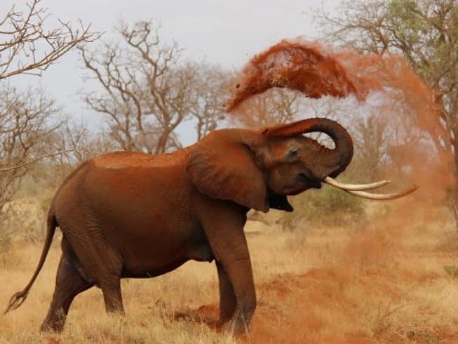elephant sand bathing