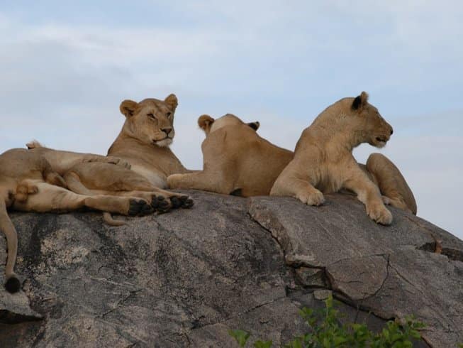 Safari prices and packages